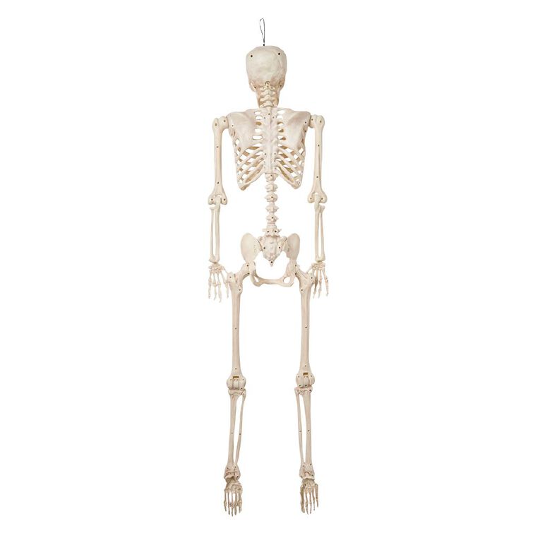 Seasons Pose-n-Stay Skeleton 152cm, , hi-res