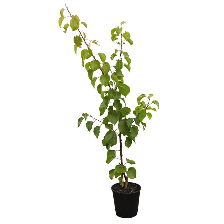Peach Tree 4.7L Pot, , hi-res