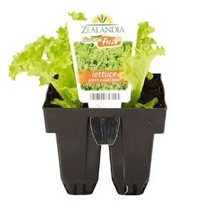 Growfresh Lettuce Green Salad Bowl