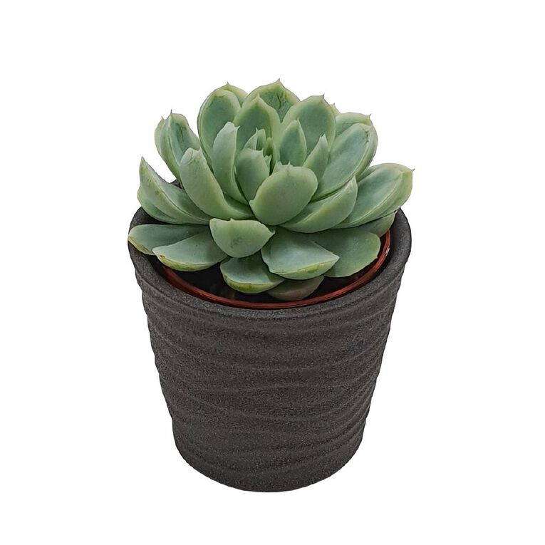 Succulents in Ceramics, , hi-res