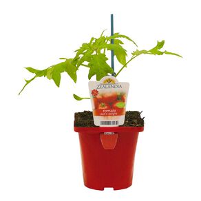 Dad's Delight Tomato 10cm Pot