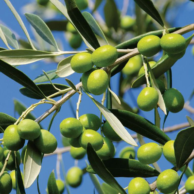 Fruit Sation Fruit Sation Olives Assorted 1L, , hi-res