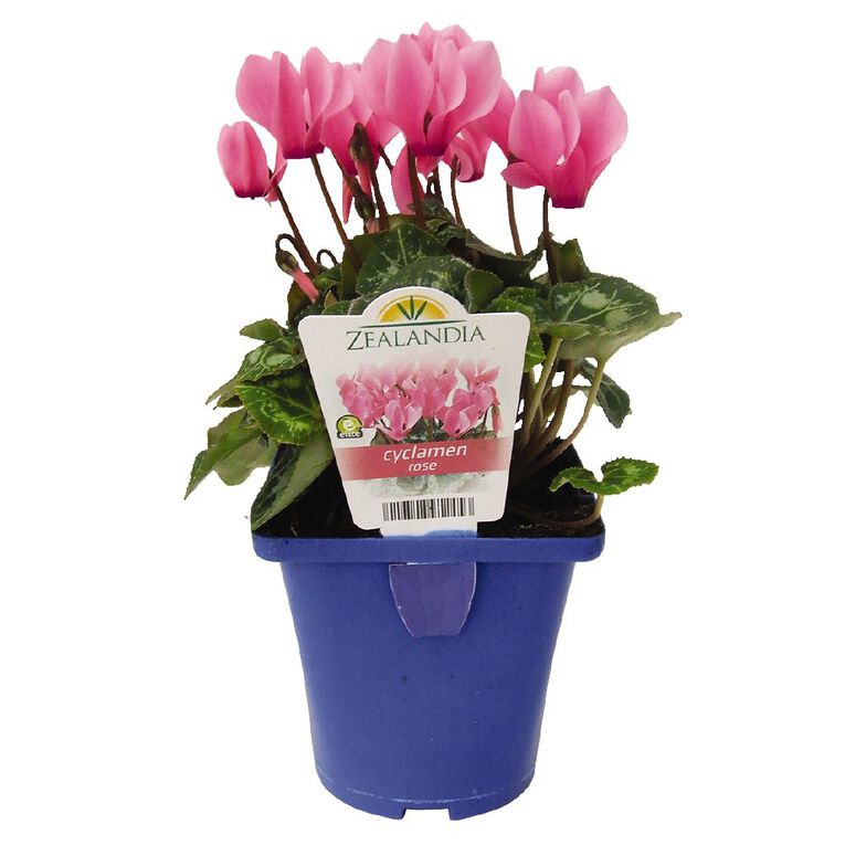Elite Outdoor Cyclamen Mix 10cm Pot, , hi-res