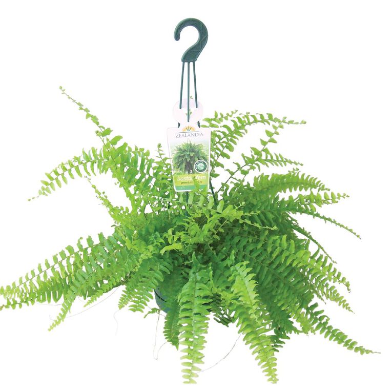 Boston Fern Hanging Basket 13cm Pot The Warehouse