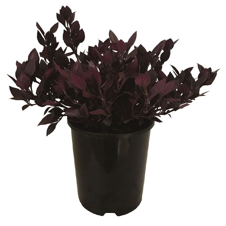 Alternanthera Choco Chilli 1.5L Pot, , hi-res