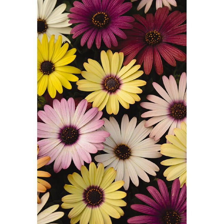 Elite Osteospermum Akila Grand Canyon Mix 10cm Pot, , hi-res