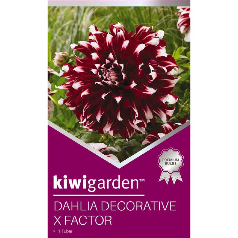 Kiwi Garden Gold Dahlia Bulb Dinner Plate assorted 1 Pack, , hi-res