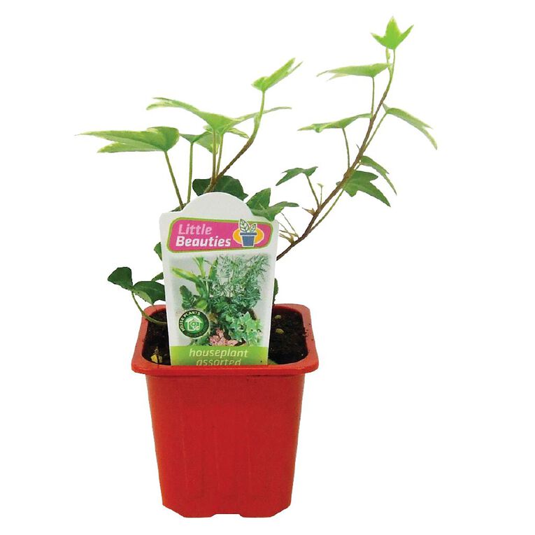 Indoor Little Beauties 7cm Pot The Warehouse