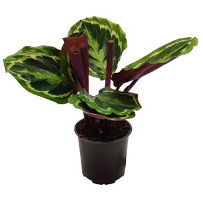 Calathea Medallion 12cm