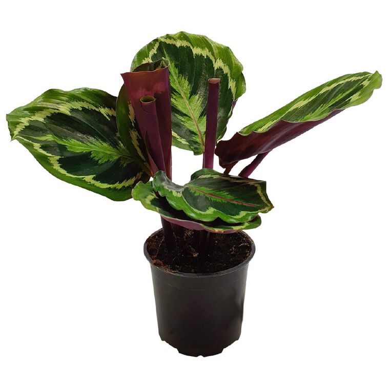 Calathea Medallion 12cm, , hi-res