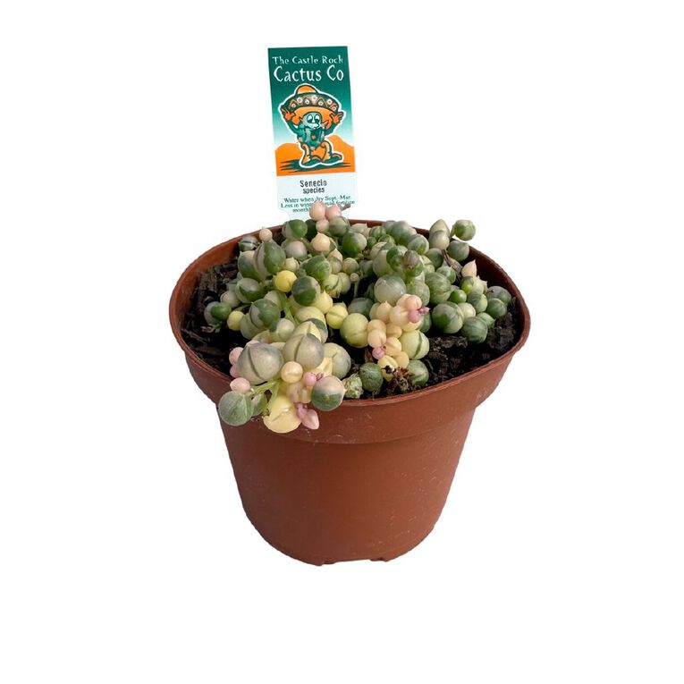 String of Pearls 10cm, , hi-res