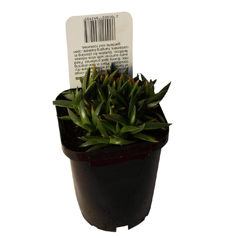 Succulents 9cm Pot, , hi-res