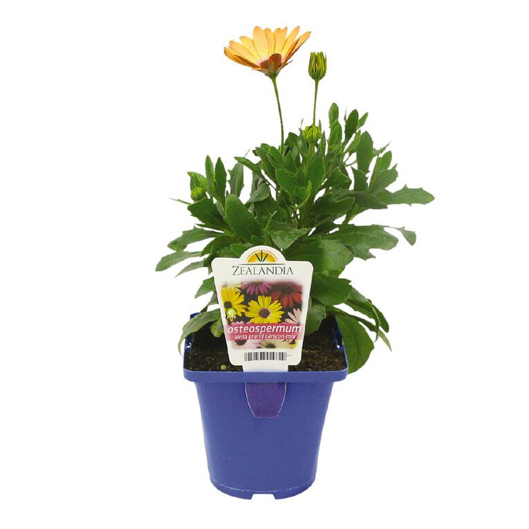 Elite Osteospermum Akila Grand Canyon Mix 10cm Pot, , hi-res