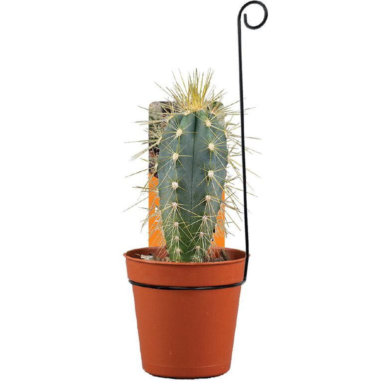 Cacti Assorted 5.5cm Pot, , hi-res