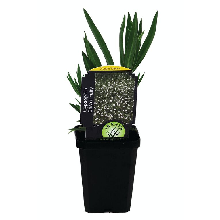 Perennials 9cm Pot Assorted, , hi-res