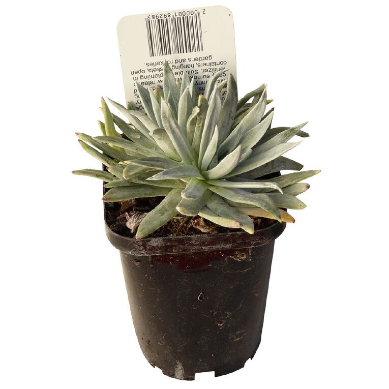 Succulents 9cm Pot, , hi-res