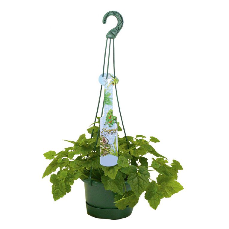 Hanging Basket 13cm Pot Assorted, , hi-res