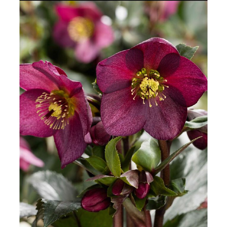 Helleborous 2.4L, , hi-res