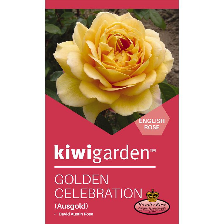Kiwi Garden Old English Rose Potted, , hi-res