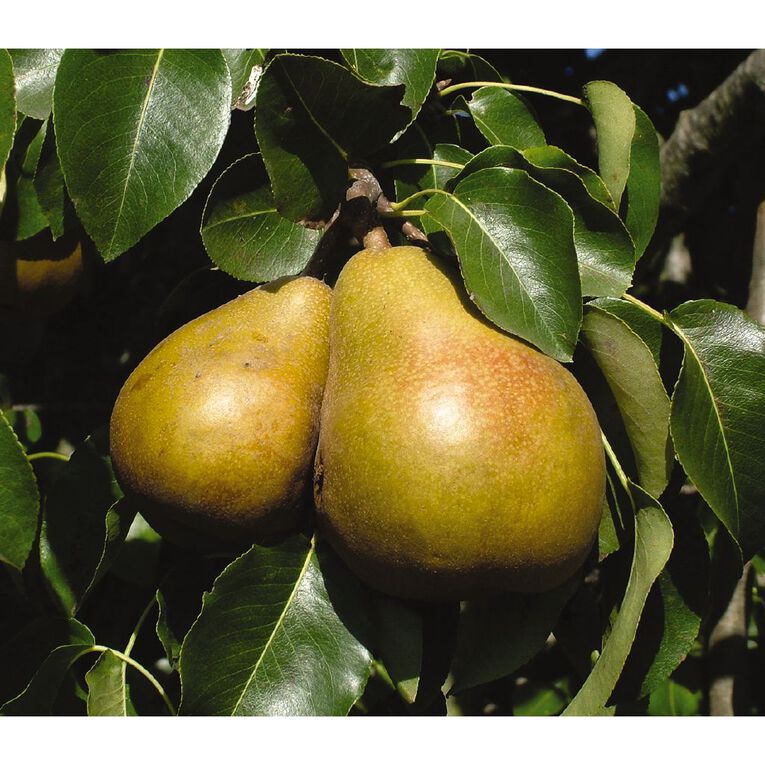 Pear Tree 4.7L Pot, , hi-res