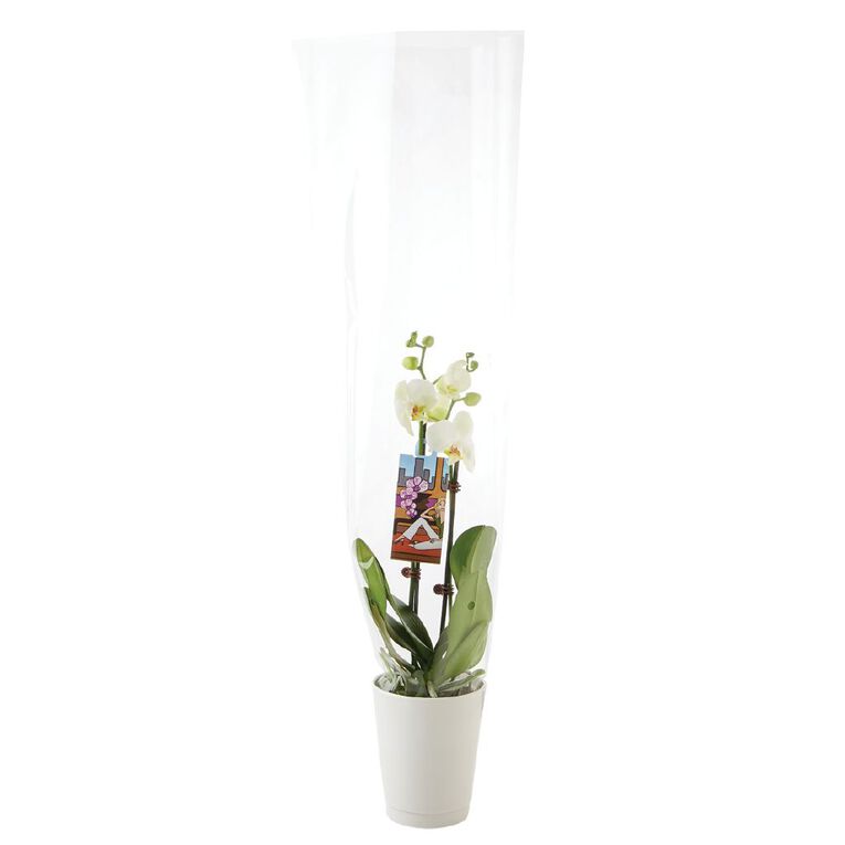 Phalaenopsis Orchid Ceramic 12cm Pot, , hi-res