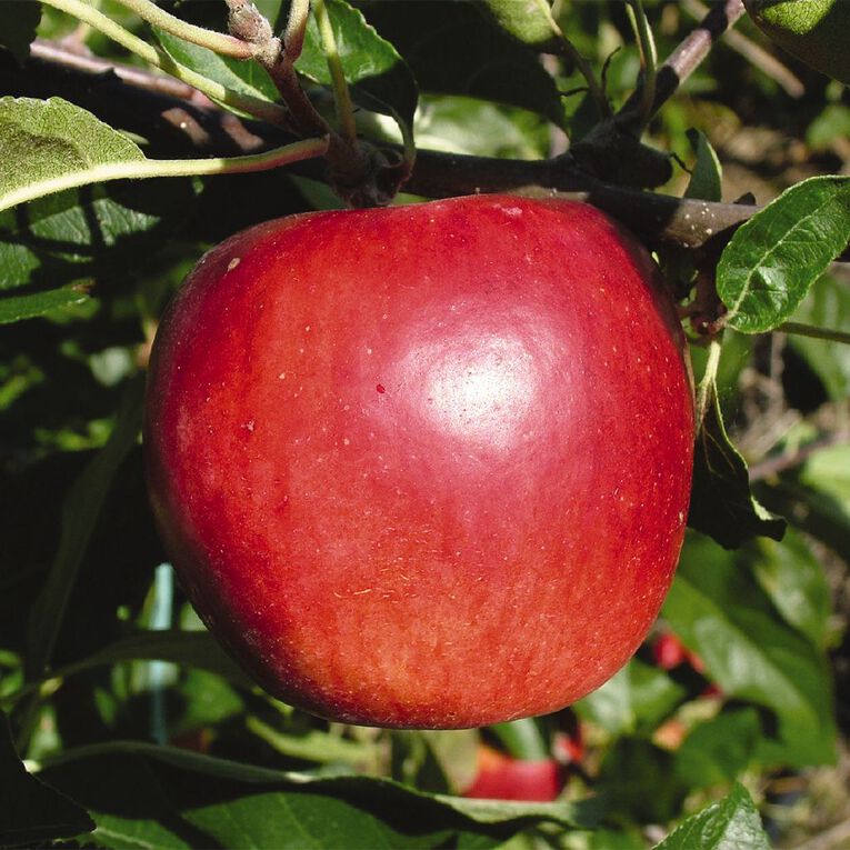 Apple Tree 4.7L Pot, , hi-res