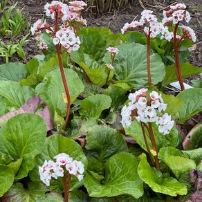 Bergenia Fairytale Jelle 1.9L