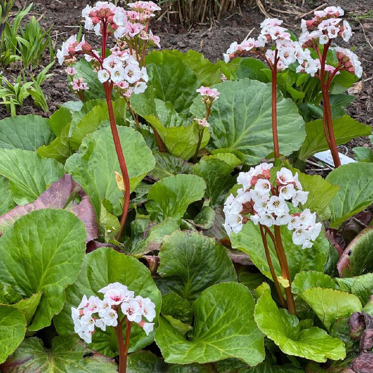 Bergenia Fairytale Jelle 1.9L, , hi-res