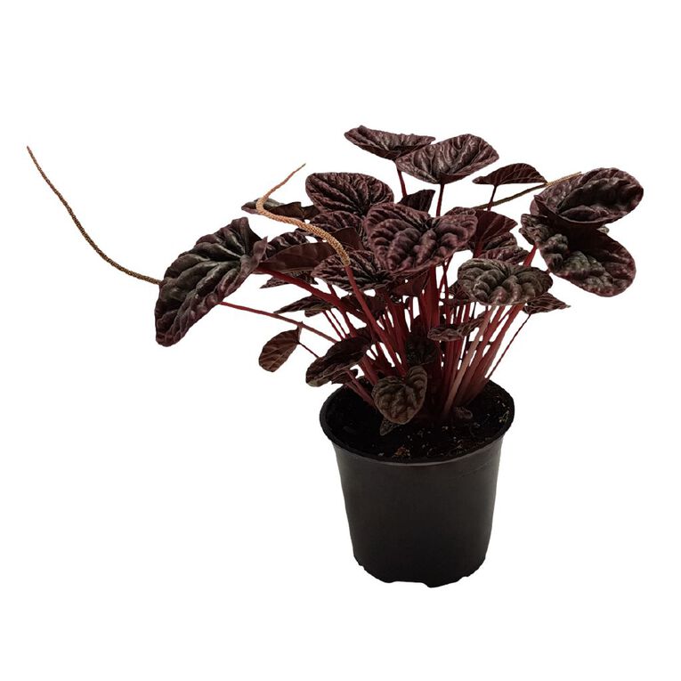Peperomia Burgundy 12cm, , hi-res