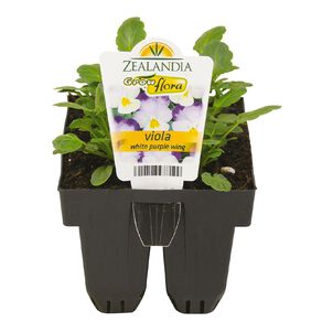 Growflora Viola White Purple Wing