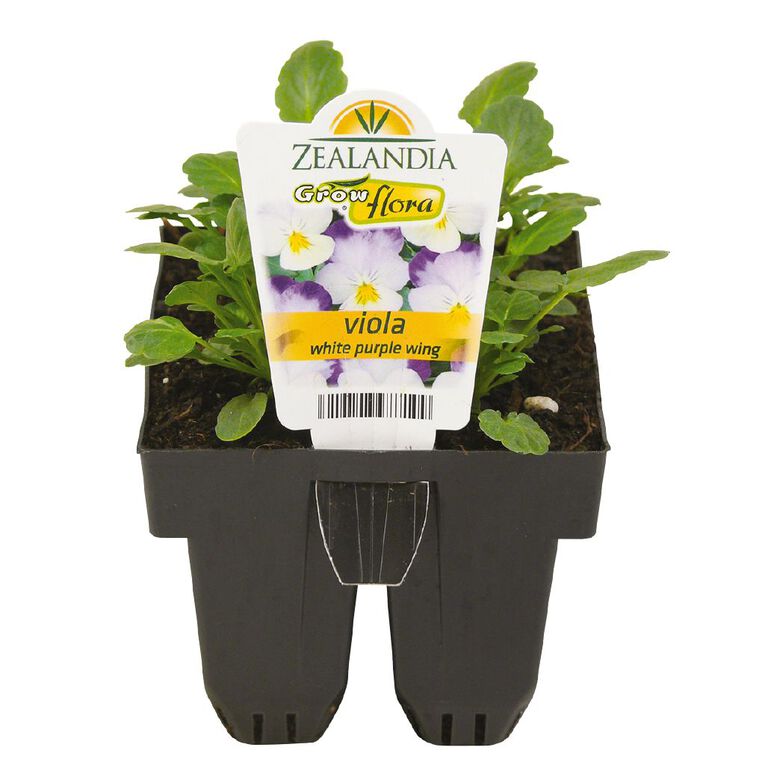 Growflora Viola White Purple Wing, , hi-res