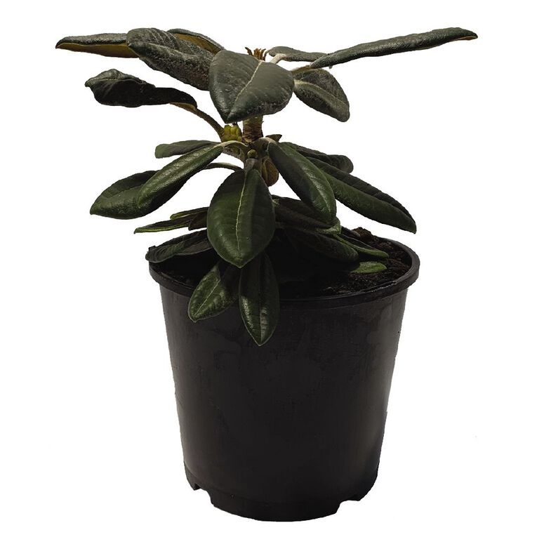 Rhododendron Potted Plant - 2.5L Assorted, , hi-res