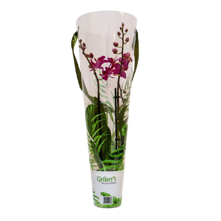 Mini Orchid Promo 9cm, , hi-res
