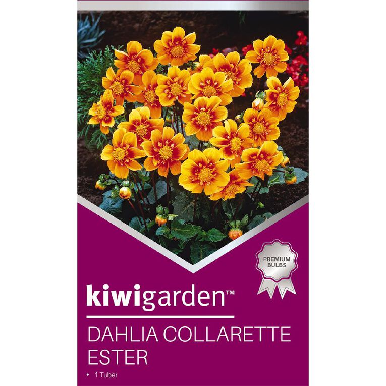 Kiwi Garden Gold Dahlia Bulb Collarette 1 Pack, , hi-res