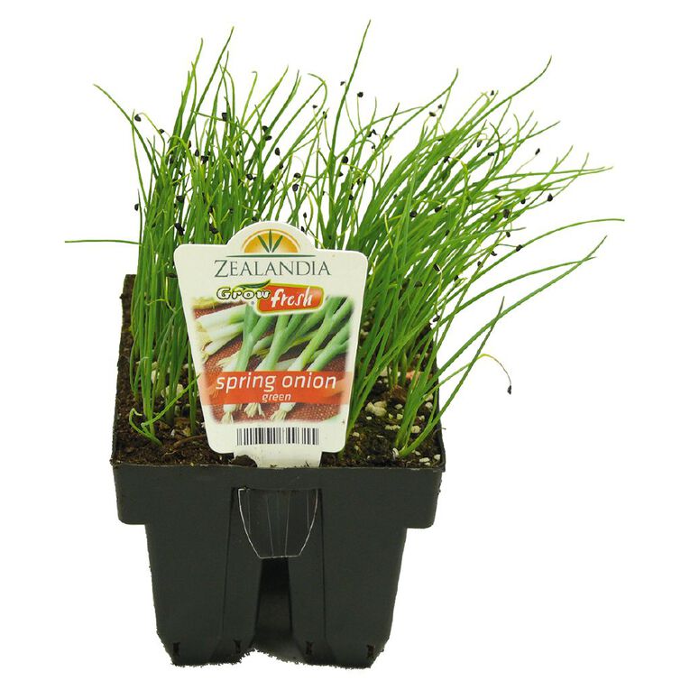 Growfresh Spring Onion, , hi-res