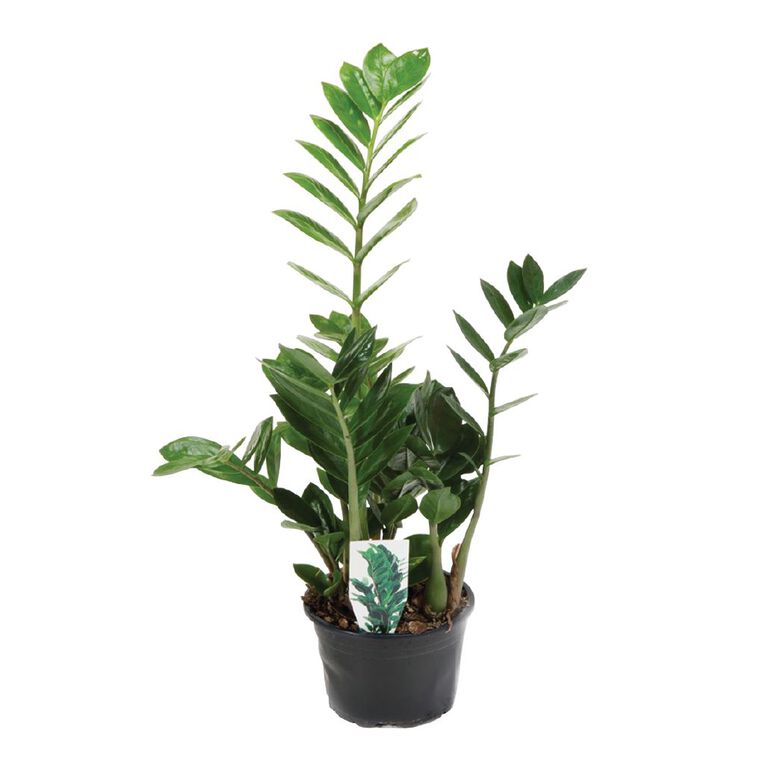 Zamioculcas 14cm Pot