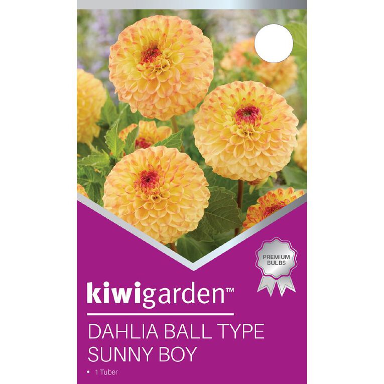 Kiwi Garden Dahlia Ball Type 1 Pack, , hi-res