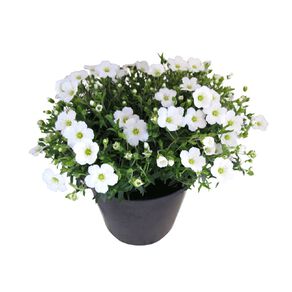 Arenaria Avalanche 1.9L