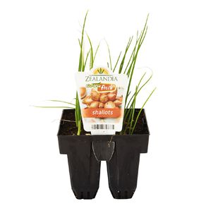 Growfresh Shallots