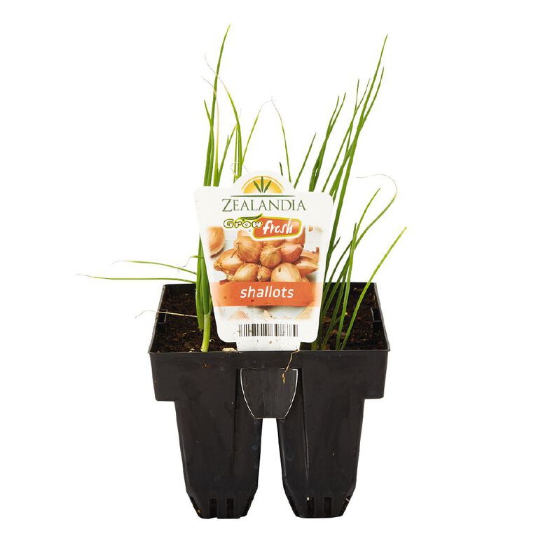 Growfresh Shallots, , hi-res