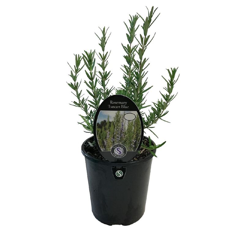 Rosemary Tuscan Blue Potted Plant - 1.9L, , hi-res