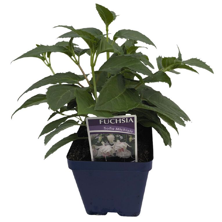 Fuchsia 10cm Pot, , hi-res