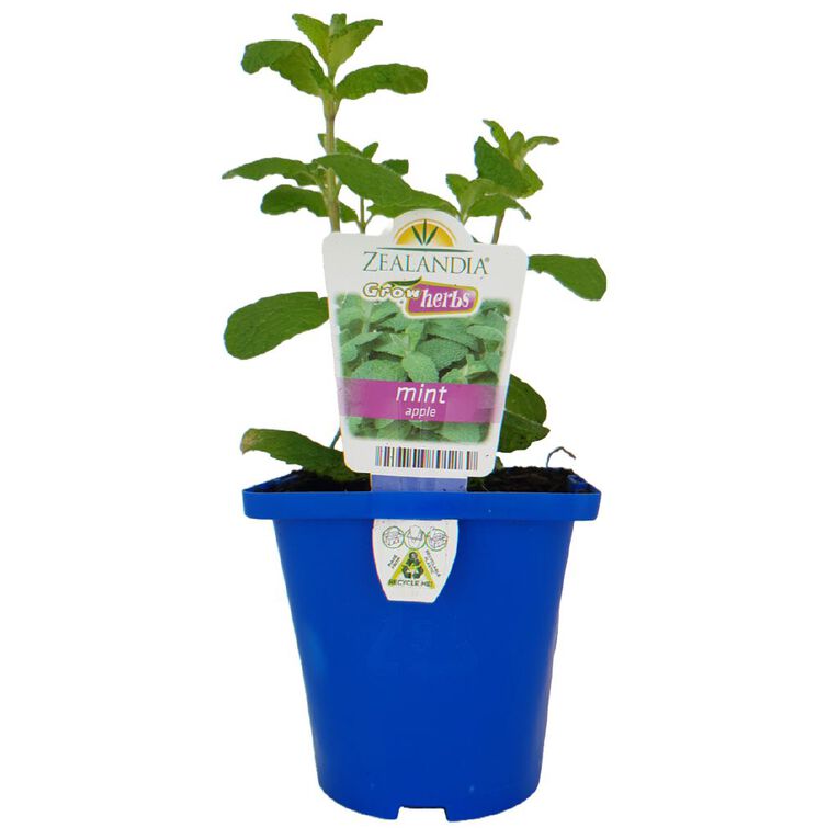 Growherbs Mint Apple, , hi-res