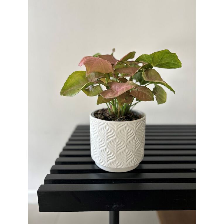 Sygonium Neon 12cm, , hi-res