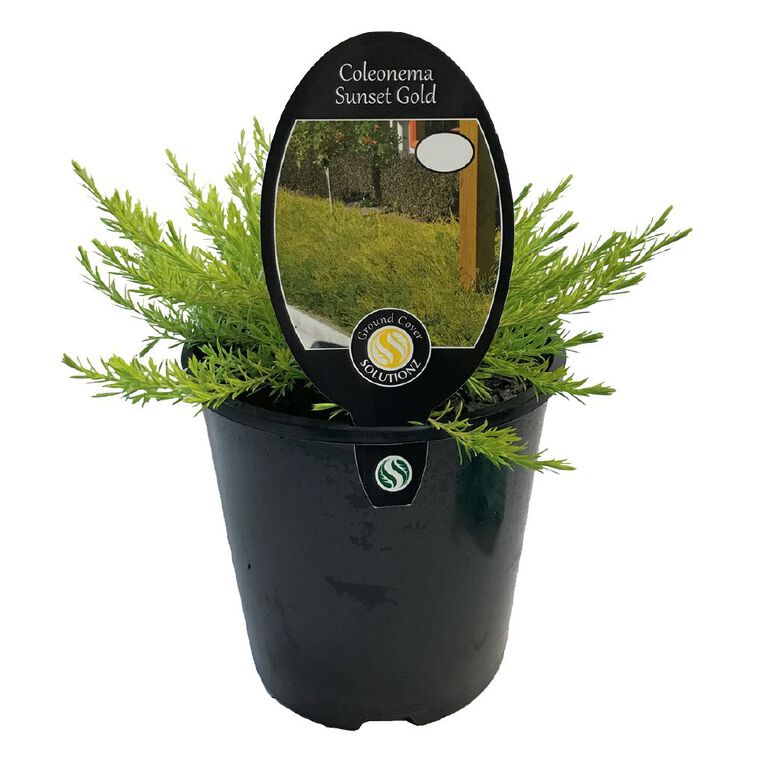 Coleonema Sunset Gold Potted Plant - 1.9L, , hi-res