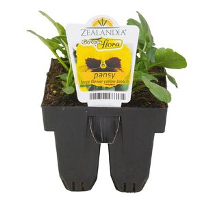 Growflora Pansy Large Flower Yellow Blotch
