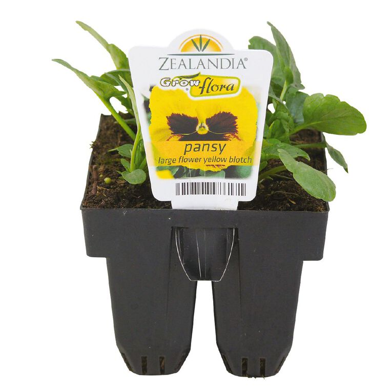 Growflora Pansy Large Flower Yellow Blotch, , hi-res