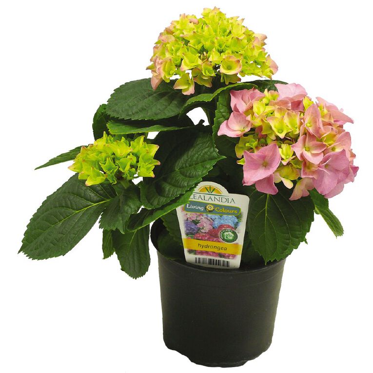 Hydrangea 12cm Pot, , hi-res