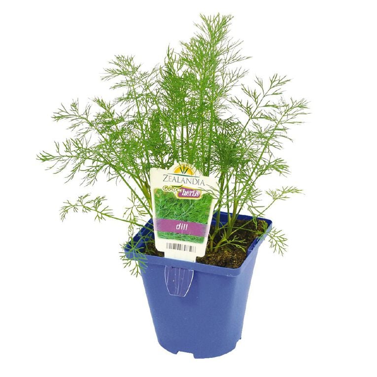 Growherbs Dill, , hi-res