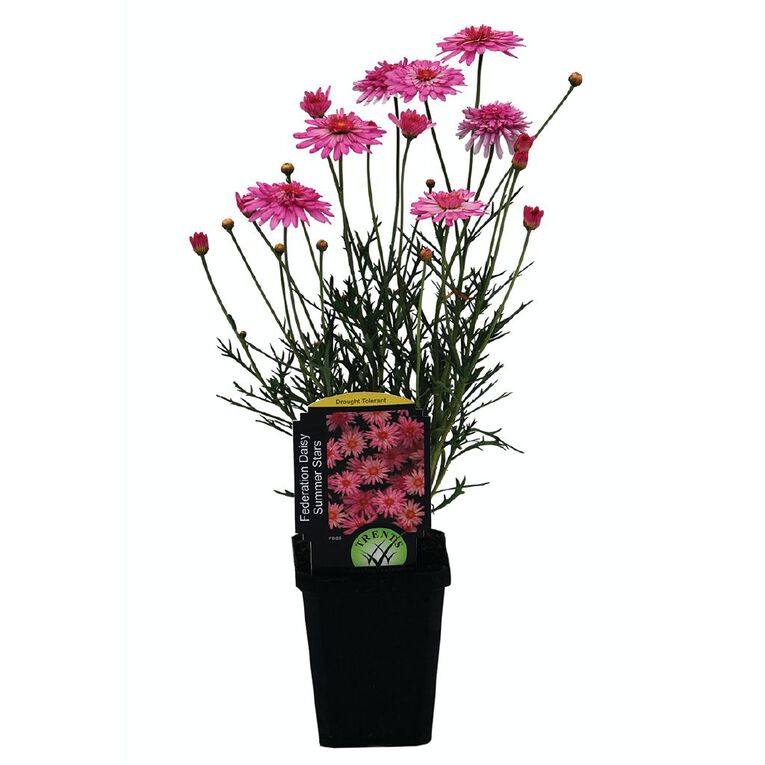 Perennials 9cm Pot Assorted, , hi-res